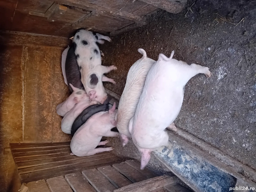 purcei 9 săptămânii 