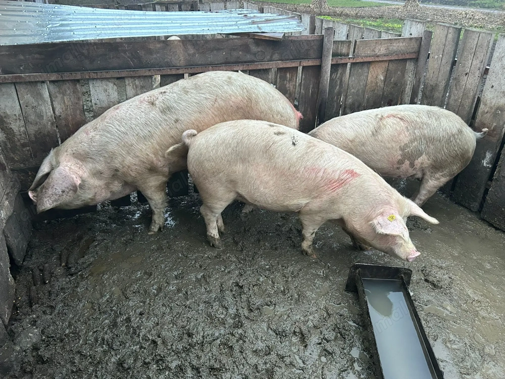 Vând porci grași de 120-160 kg