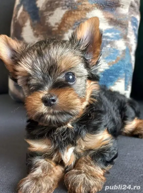Yorkshire terrier talie mica