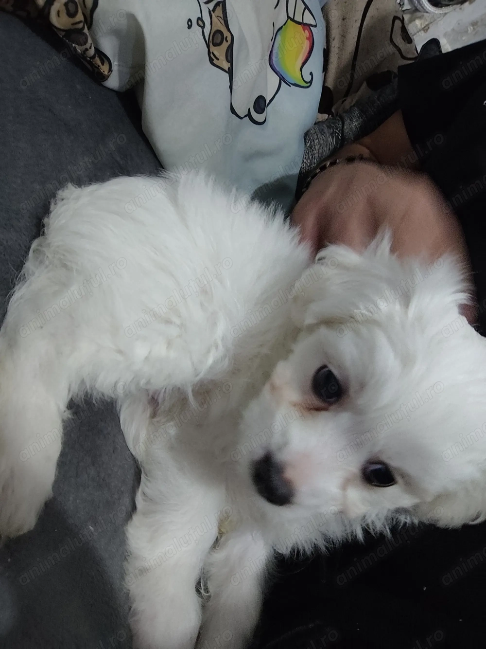 Bichon Maltez 8saptamani , băiețel cu toate vaccinurilor făcute ,  foarte jucăuș 