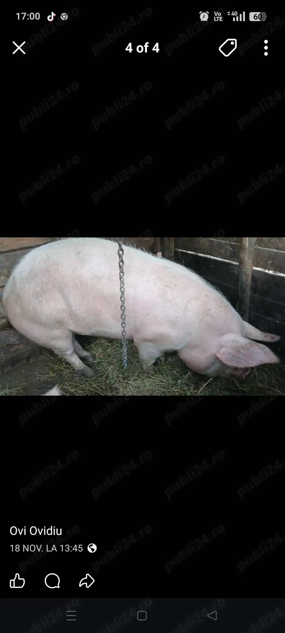 De vânzare porc de tăiat 