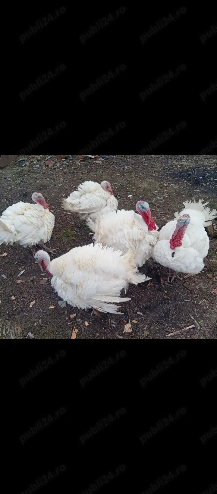 Curcani și curci de vînzare in Bălcești,Gorj
