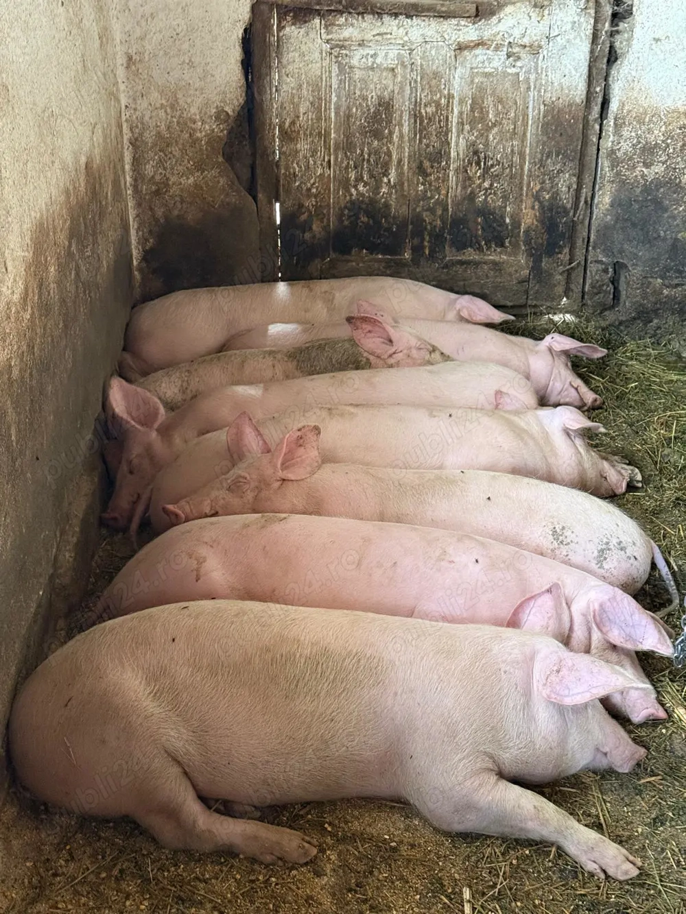  Porci    45-50 kg    Comuna Cuza Vodă