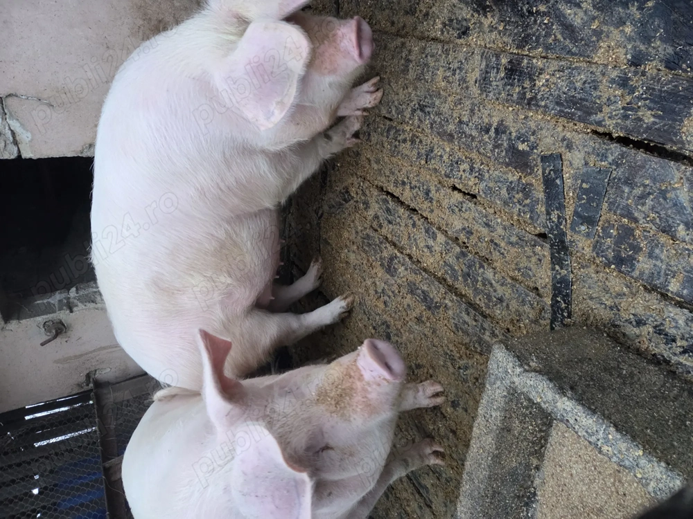 Vând porci crescuți bio