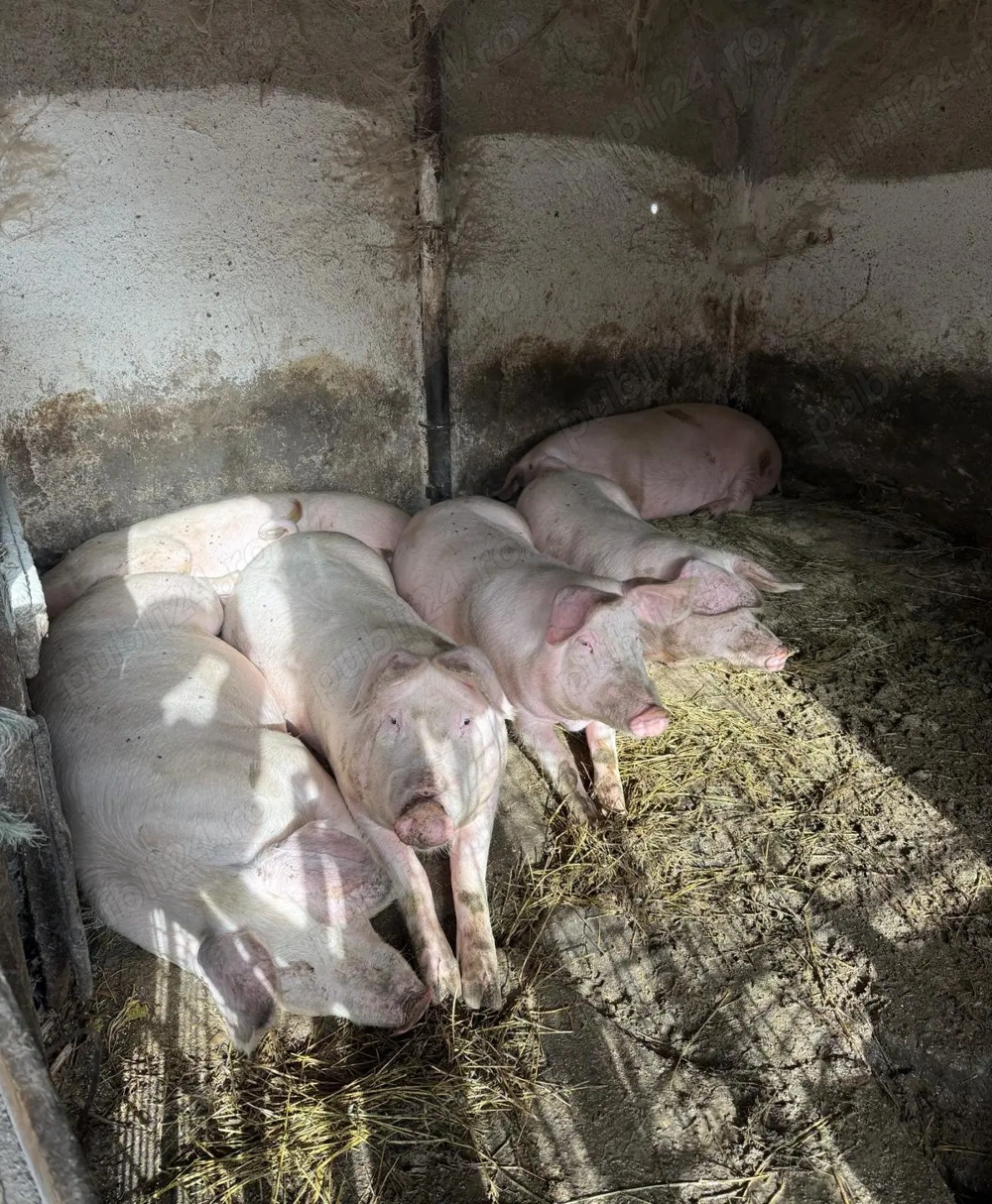 Porci    150 kg    Comuna Cuza Vodă