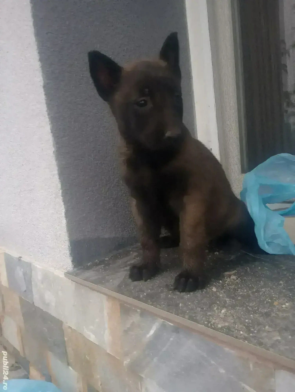 ciobanesc belgian 