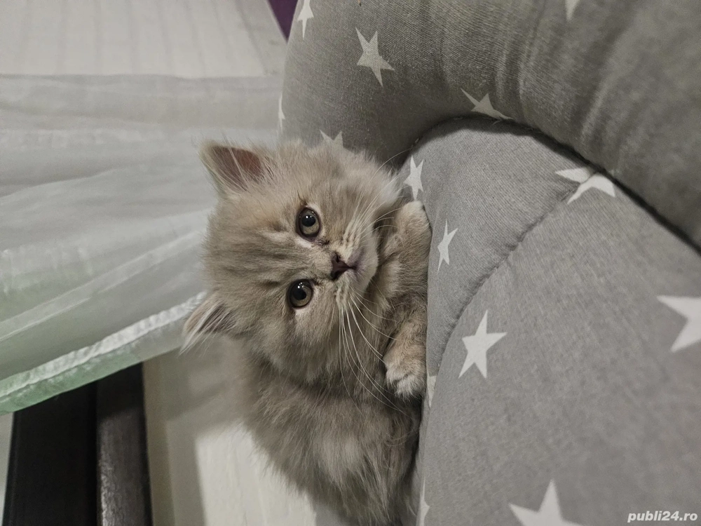 Brittish longhair lilac