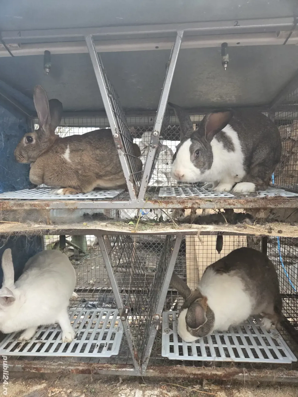 Vand iepurii viu carcasa