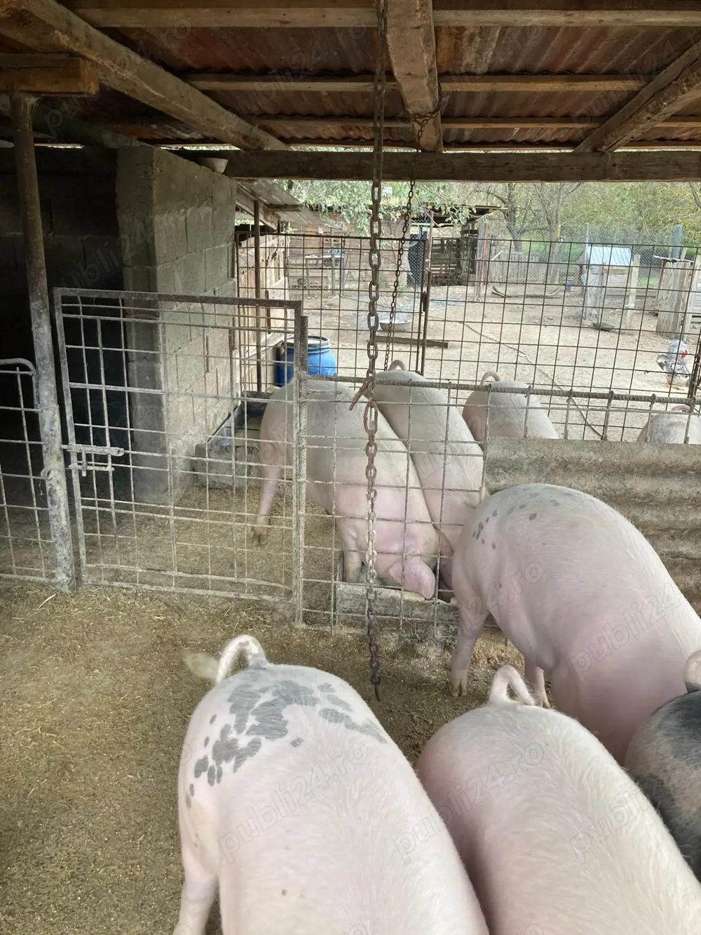 Porci pentru Crăciun 130-160kg