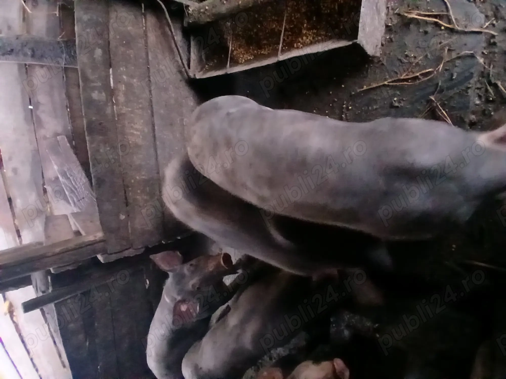 Porci pietrain rasă pură 