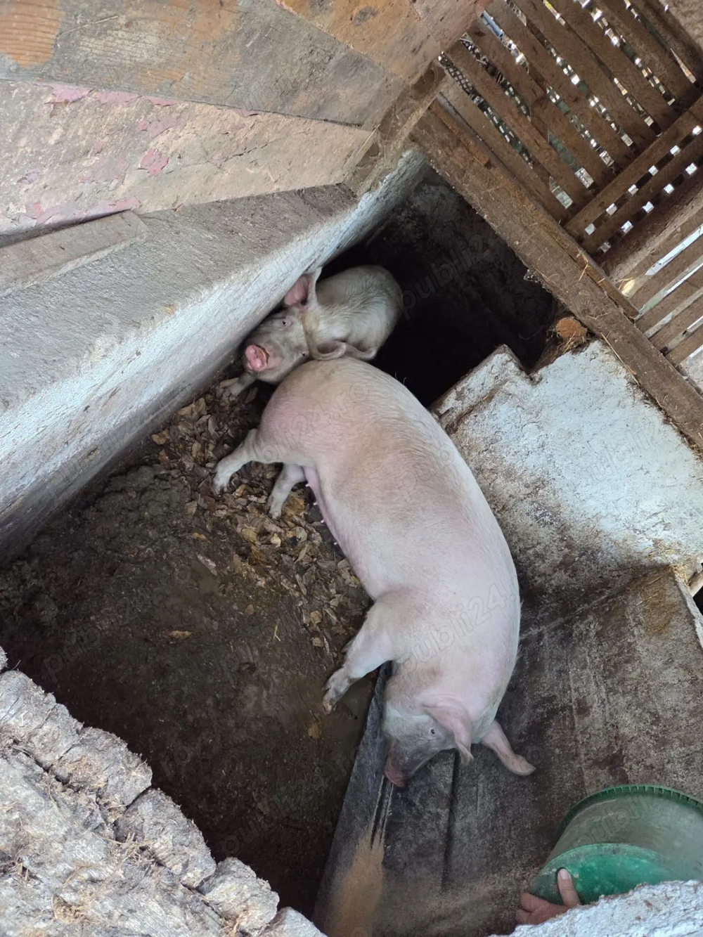 14 lei kg Porci pentru sacrificat 14 lei kg