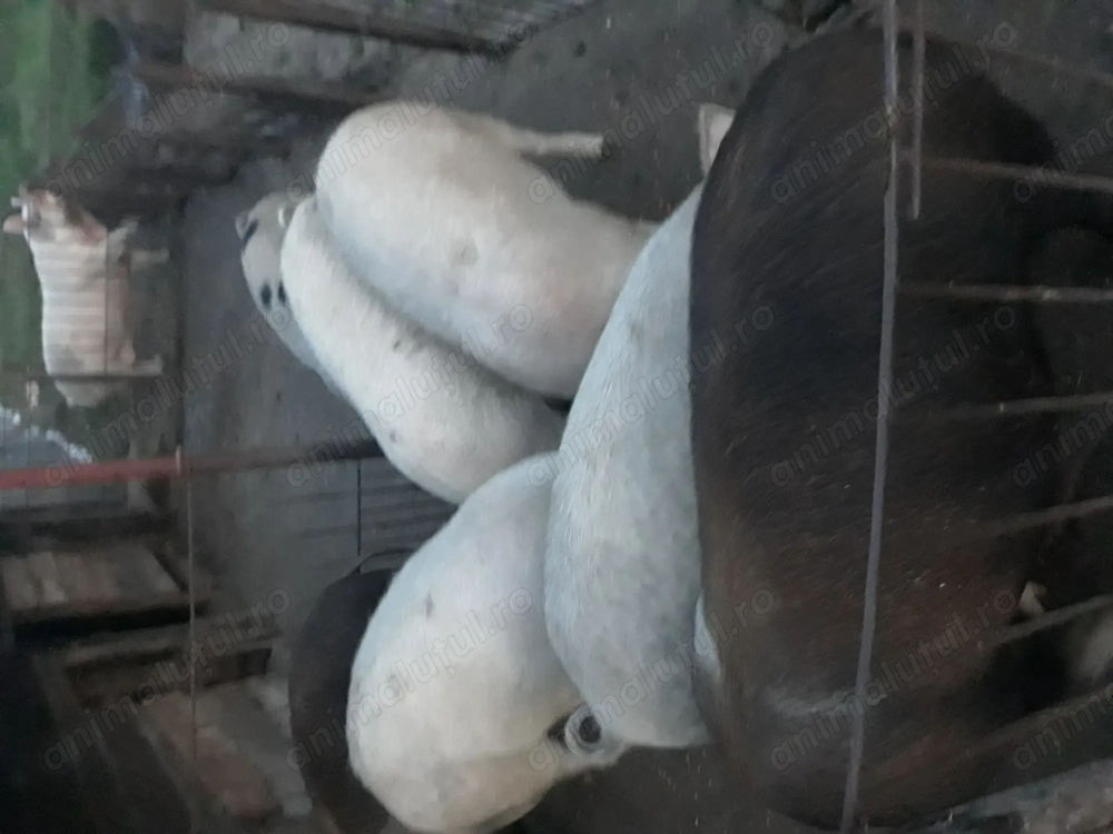 Vînd porci între 100-130 kg 