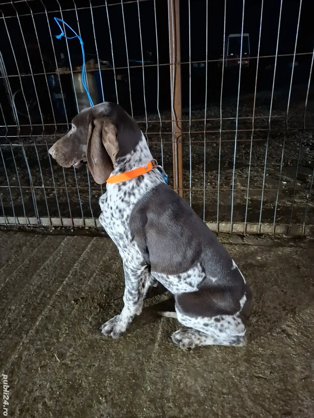 Vand femela brac german 