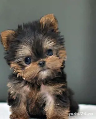 yorkshire terrier talie mica