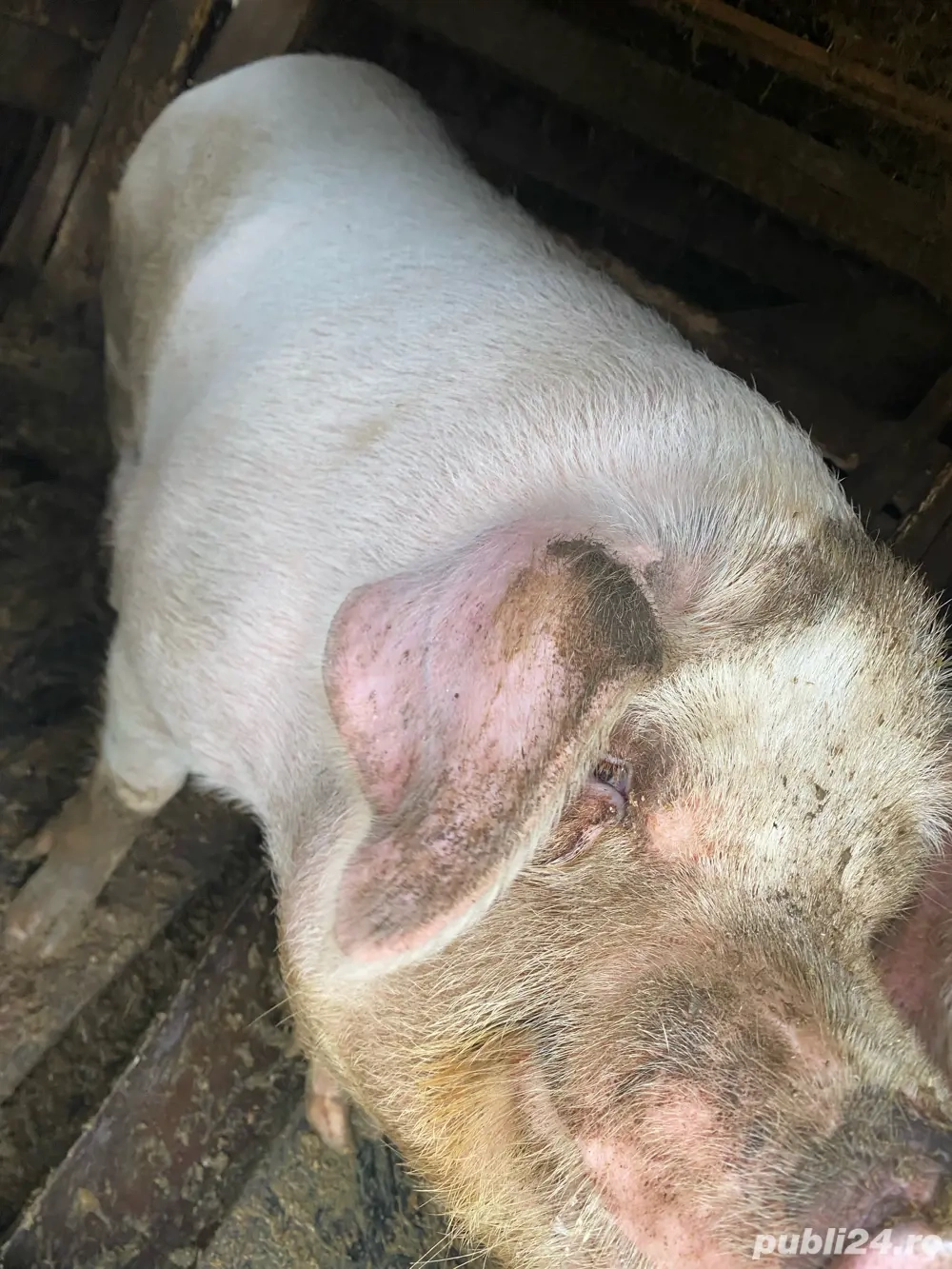 Vand porci , mai multe detali la telefon