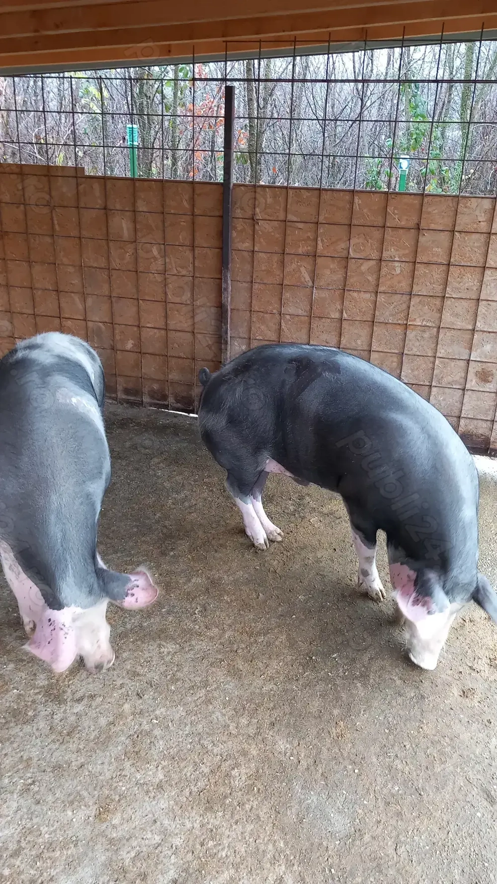 Porci Stalpeni Argeș 