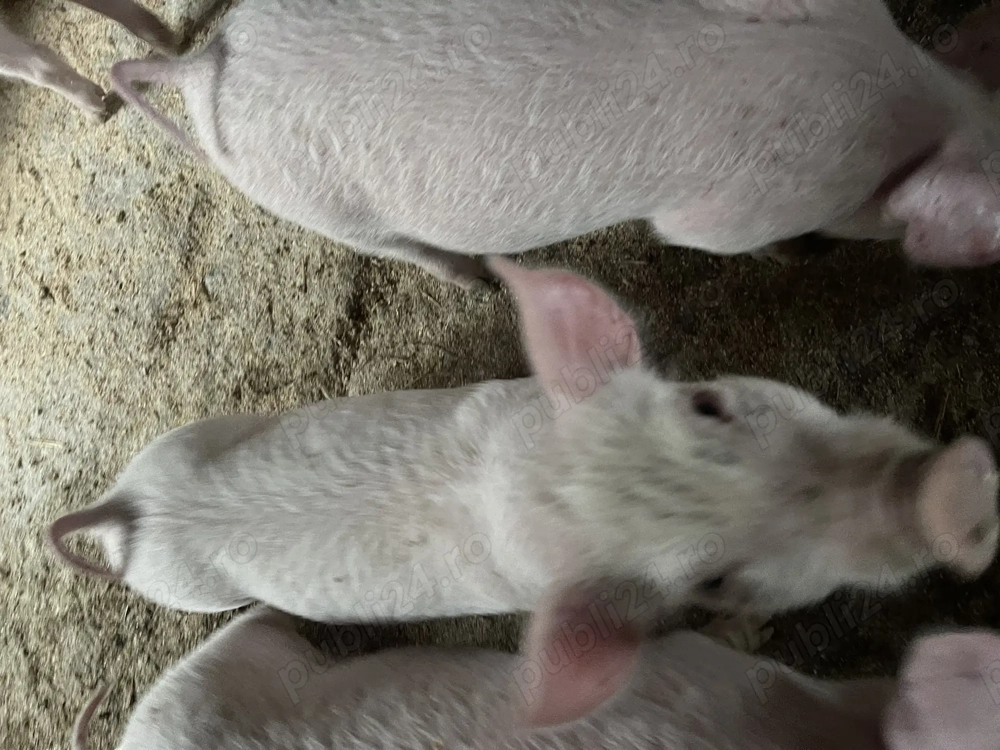 Vind purcei de 9 saptamani