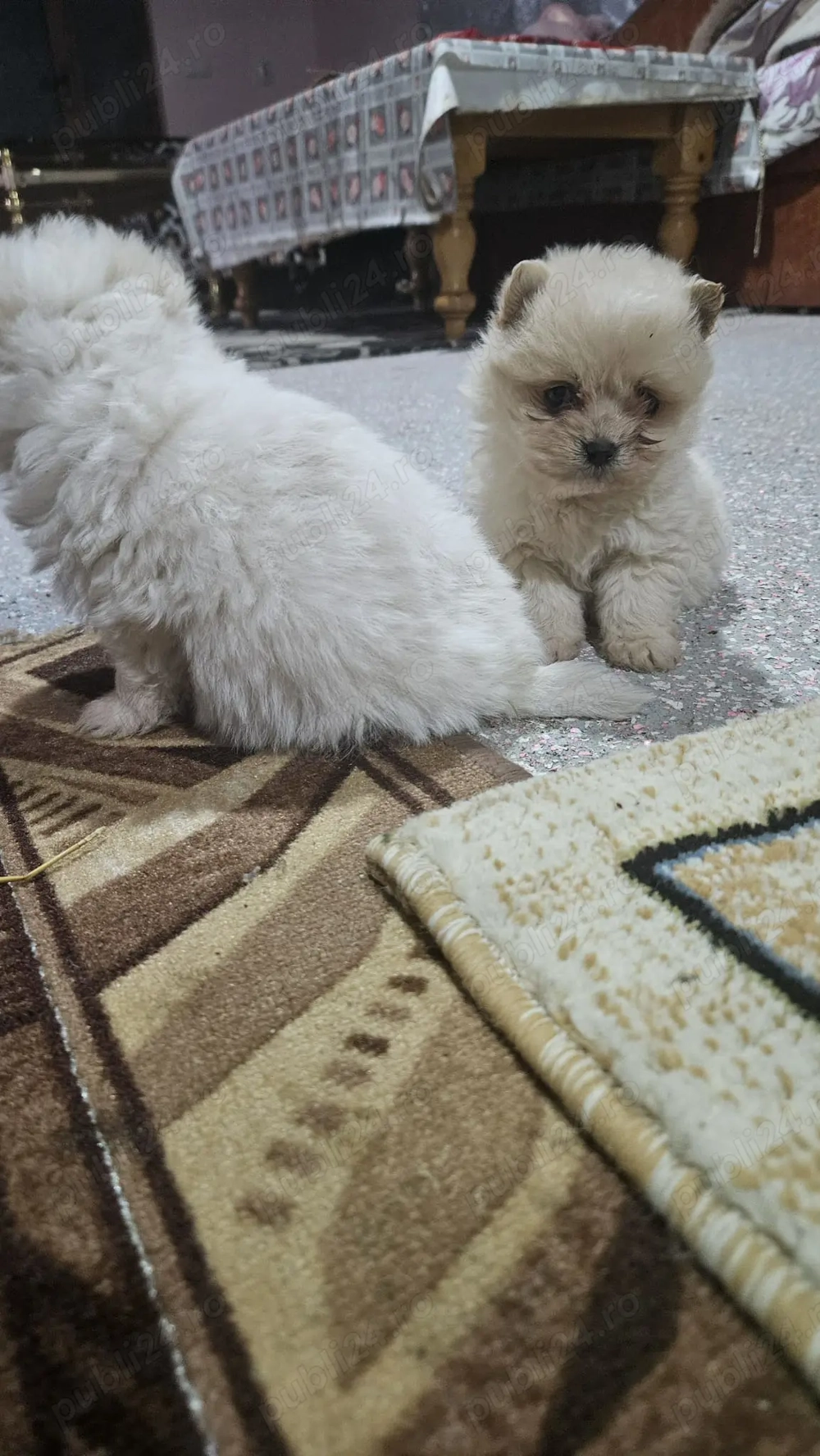 Vând căței pomeranian