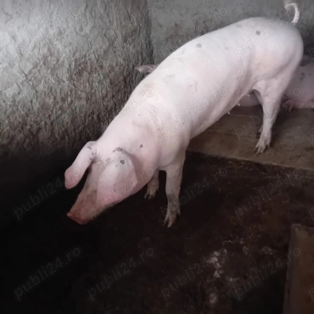 Vand porc, 100-150 kg