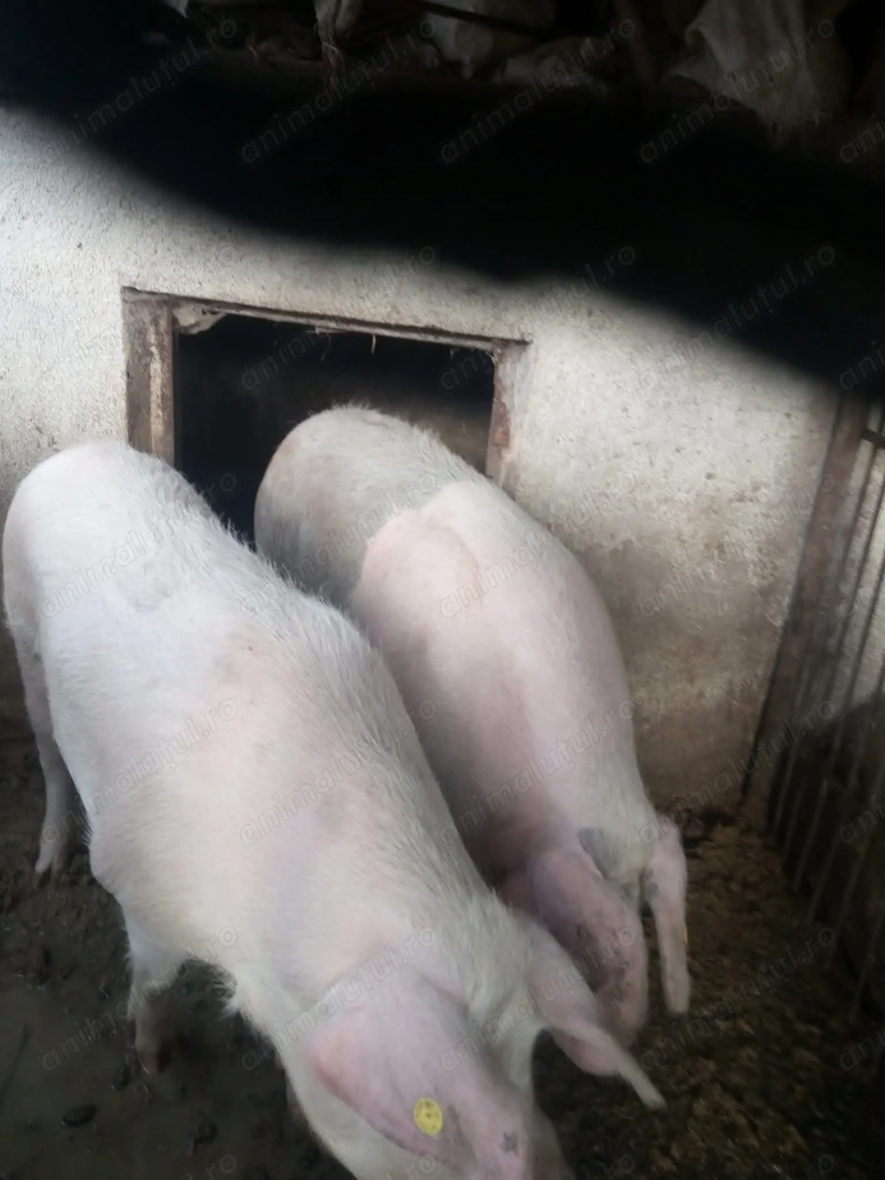 Vând porc de Crăciun 