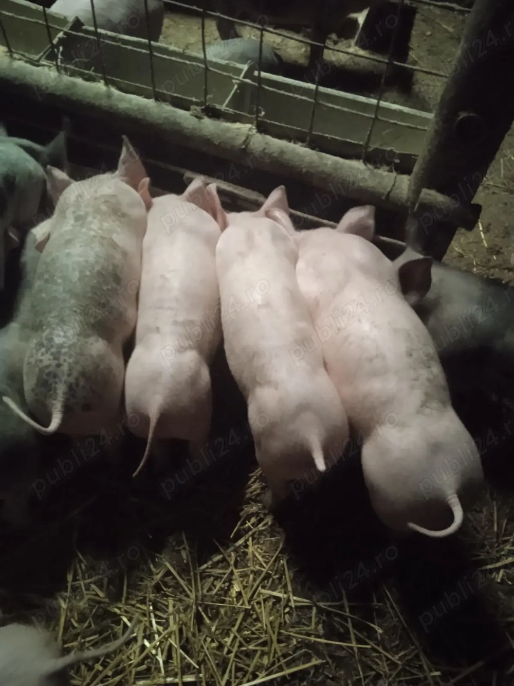 Purcei de vânzare!!!