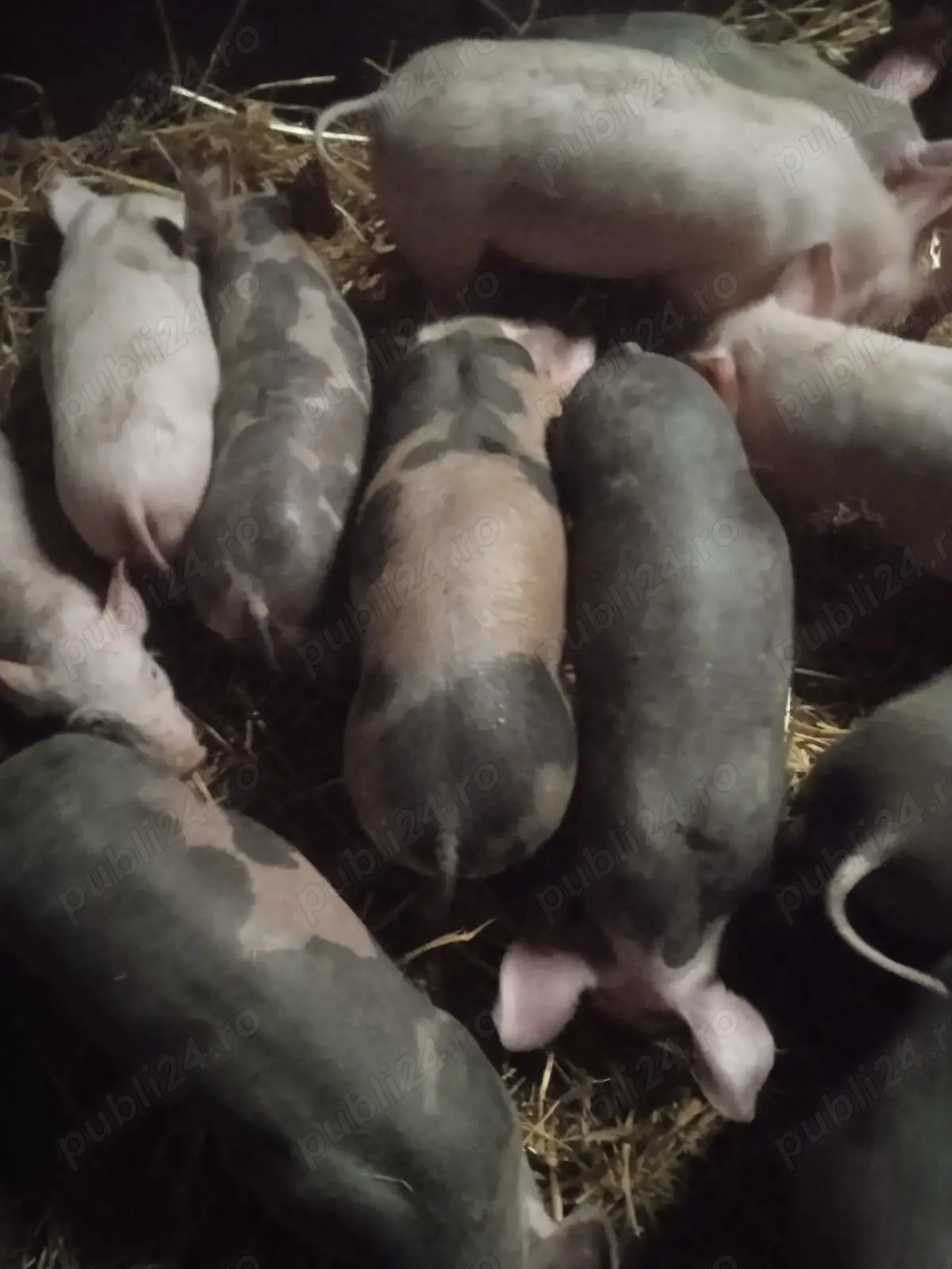 Purcei de vanzare!!!!