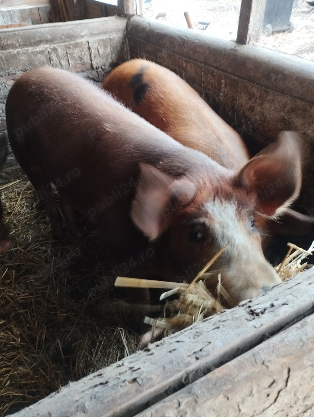 Porci pt sacrificat, mari și mici