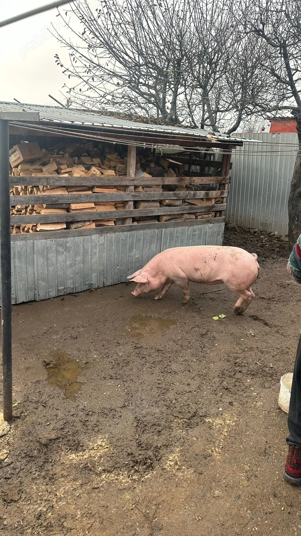 Vând Porci de calitate regală 