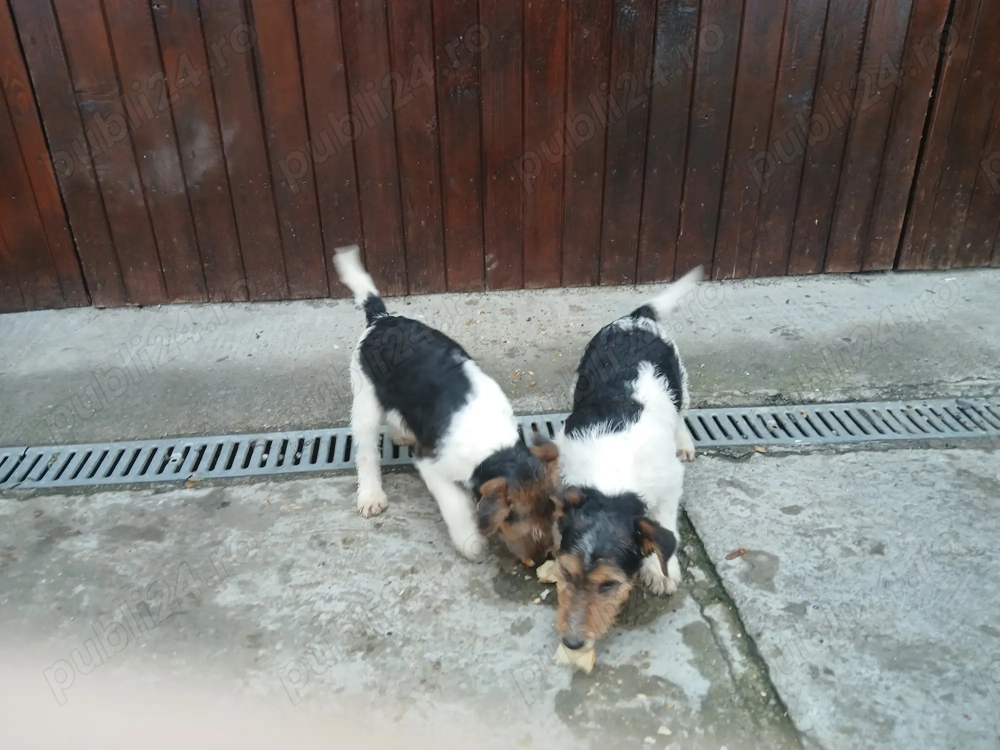 Vând căței fox terrieri 