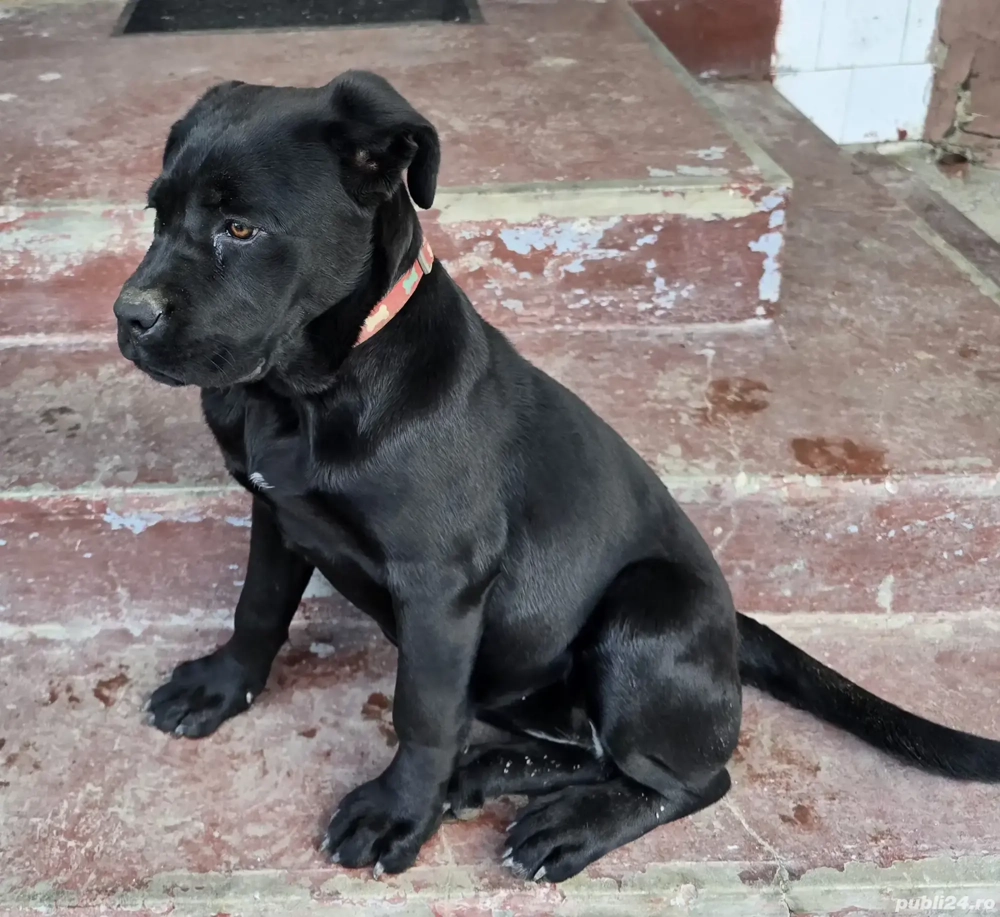 cățelușa cane corso 