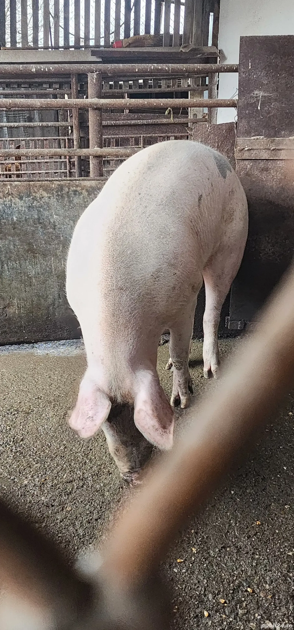 vand porc la 170-180 de kg