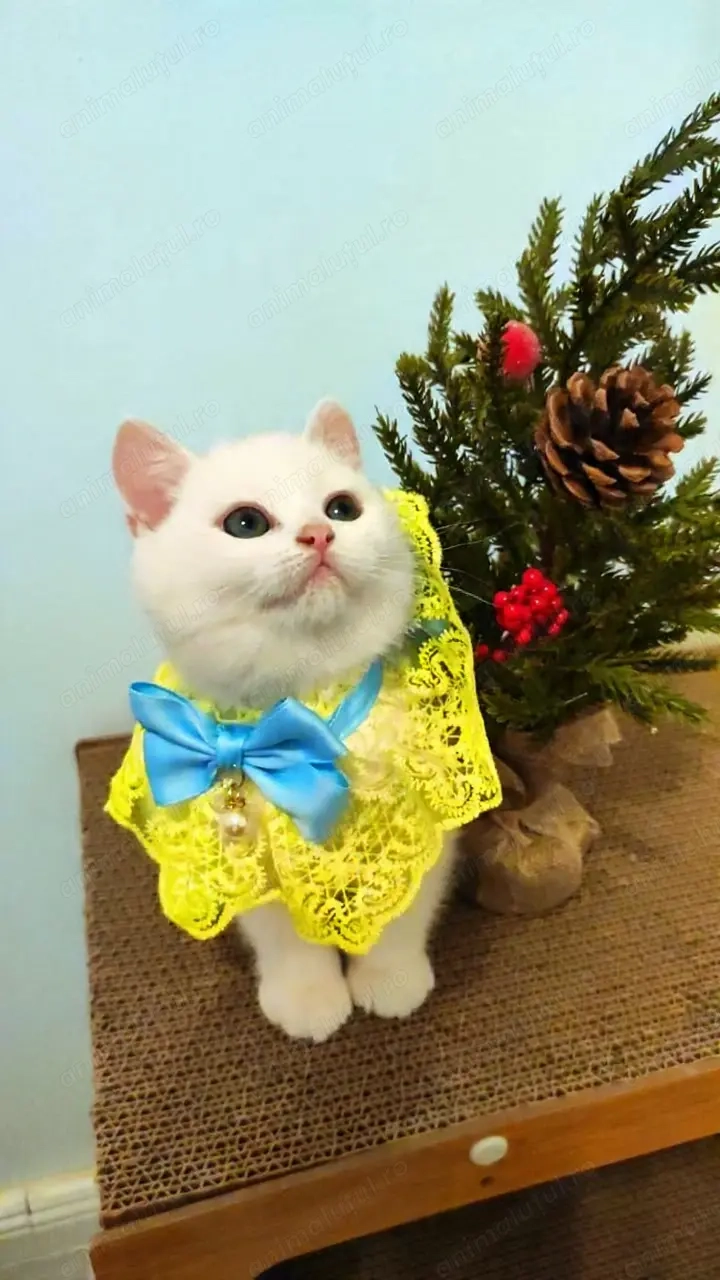 British shorthair white