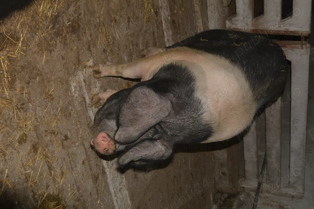 Vând porci Bazna crescuți Bio  