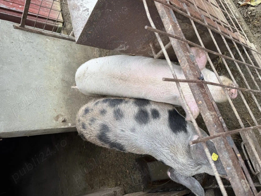 Vând 3 porci cu greutate între 80-120 kg