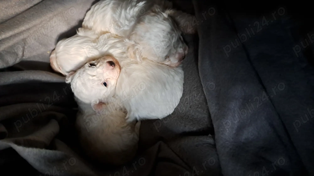 Bichon frise disponibil