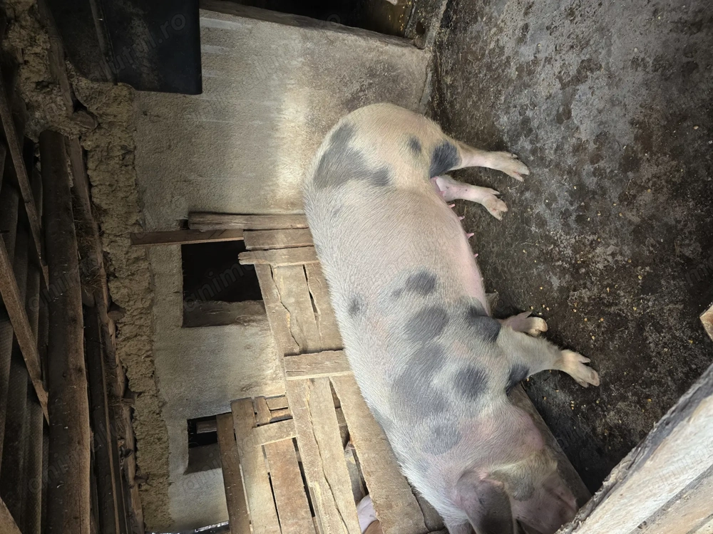 Vand porci de carne!