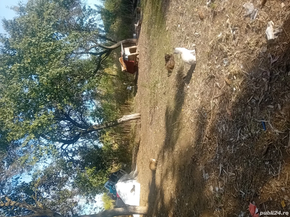 de vanzare teren priseaca