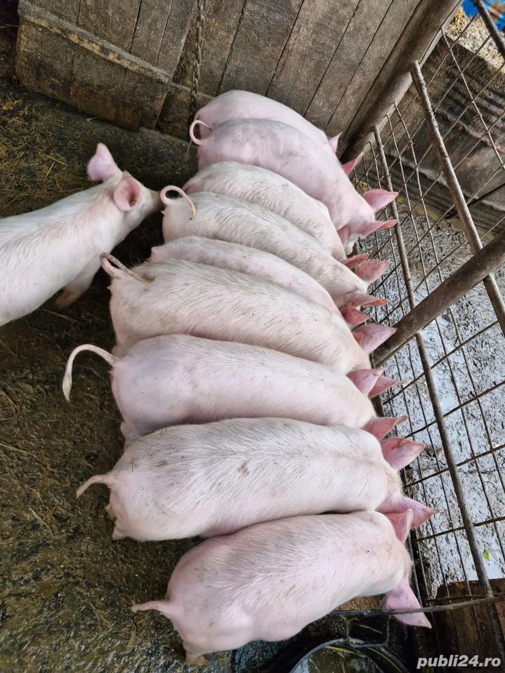 Disponibili, 25-30 kg!