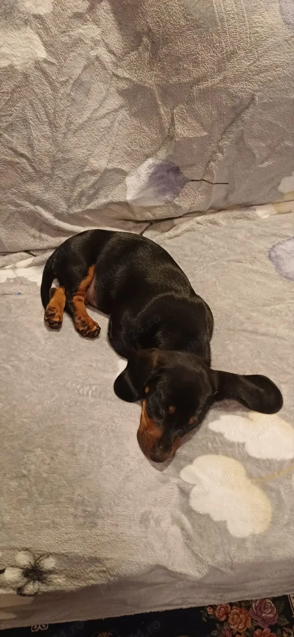 Cățel femelă teckel în vârstă de 3 luni cu toate vaccinurile făcute 