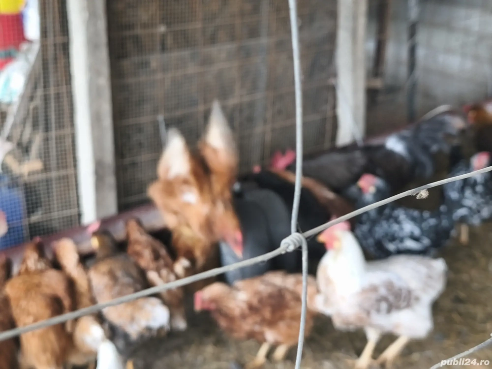 gaini pitice si rasa mixta