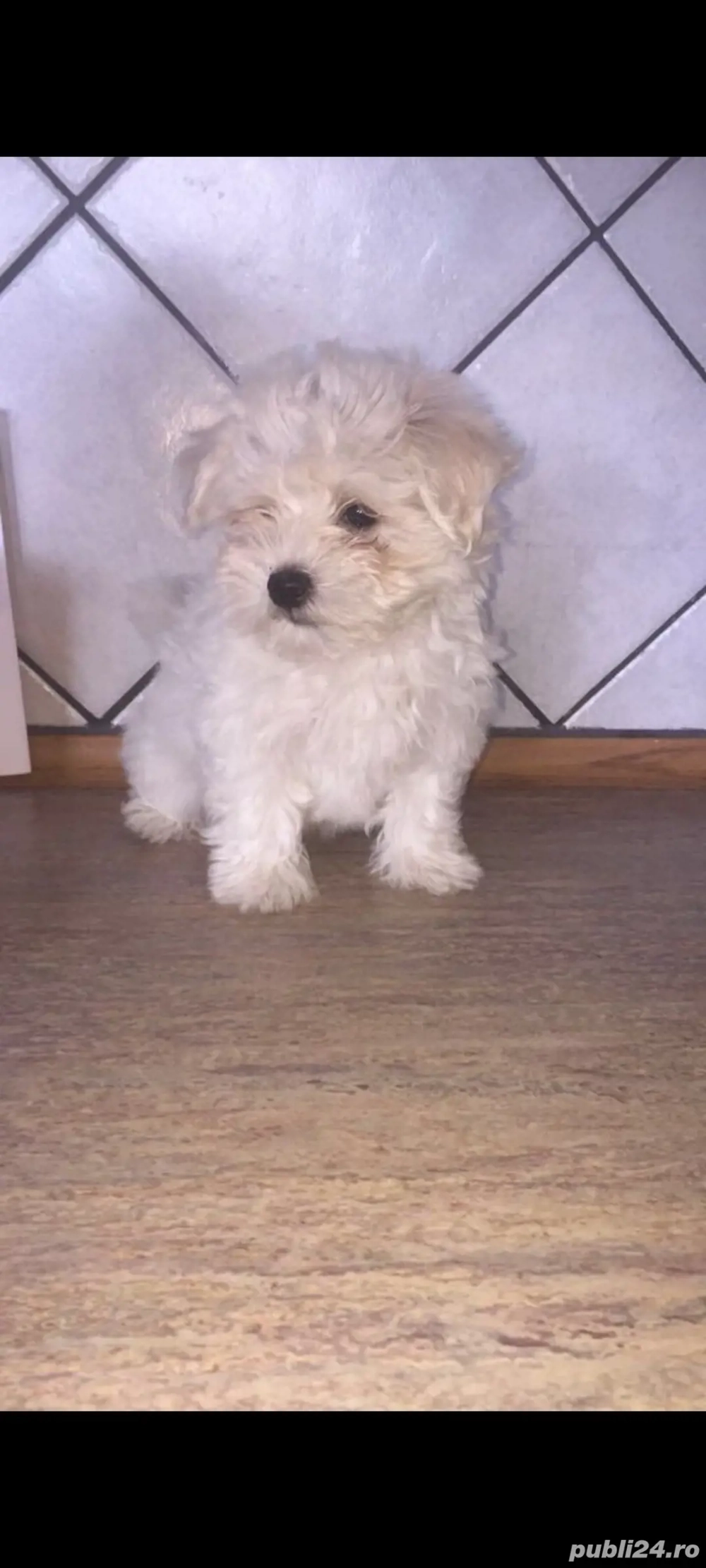 bichon cadouri cu suflet pentru cei dragi