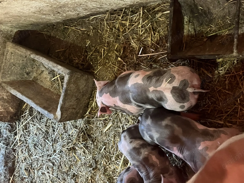 Purcei grasuni de vânzare 