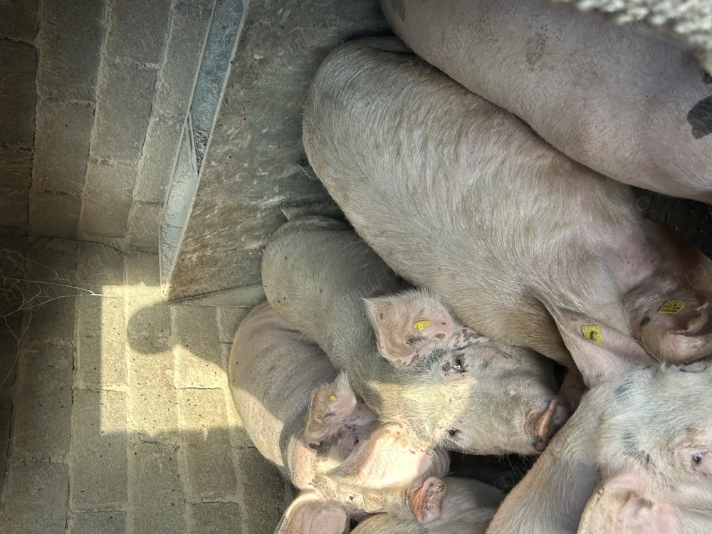 Vând porci pentru taiere