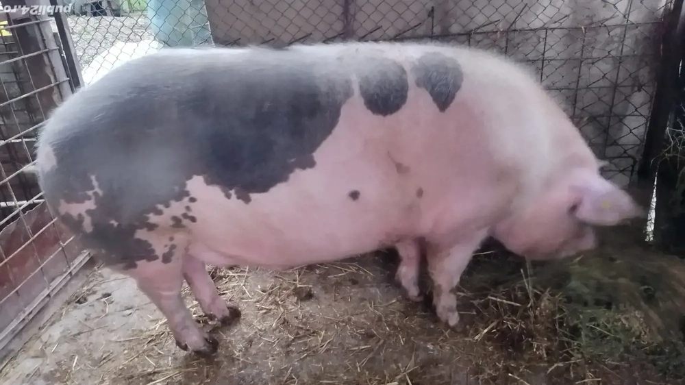 Porci de vânzare 80-350 kg
