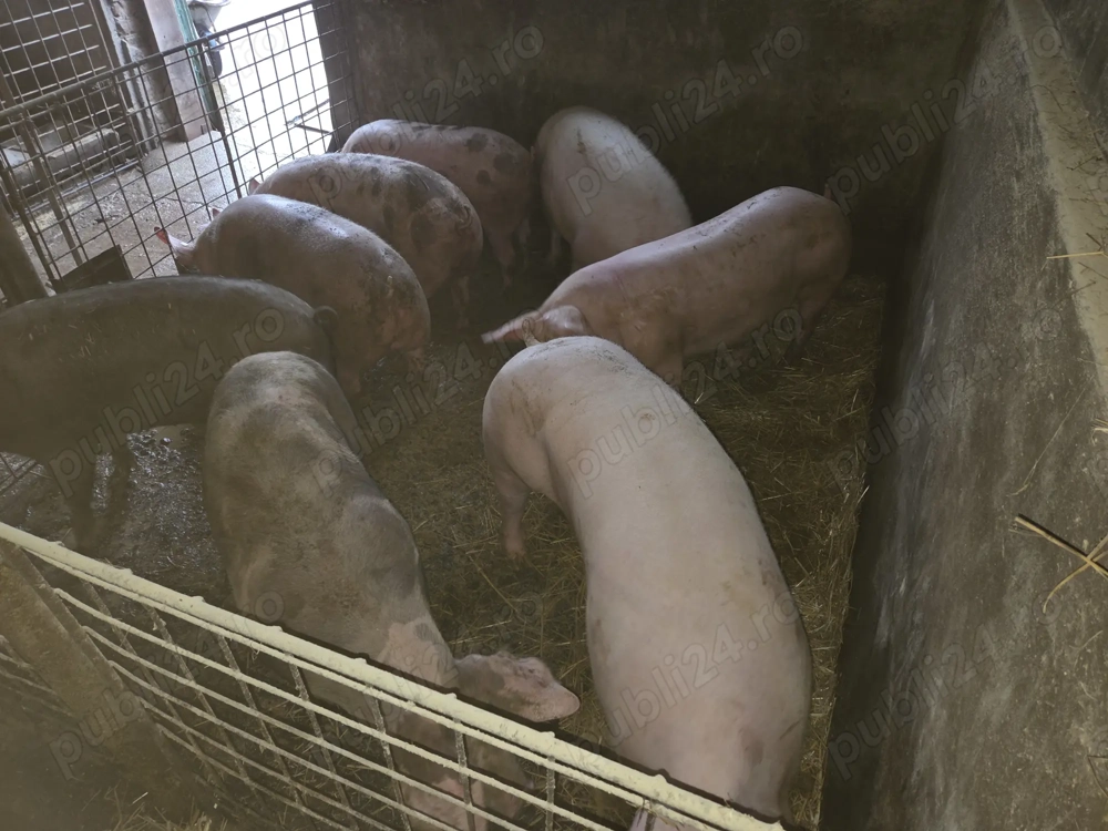 Porci petrean si marele alb 80 - 280 kg