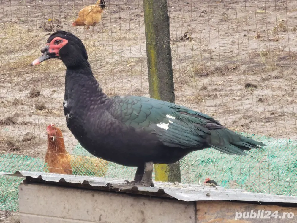 familie rațe mute unicolore negre