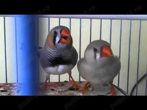 Zebre australiene standard dv 