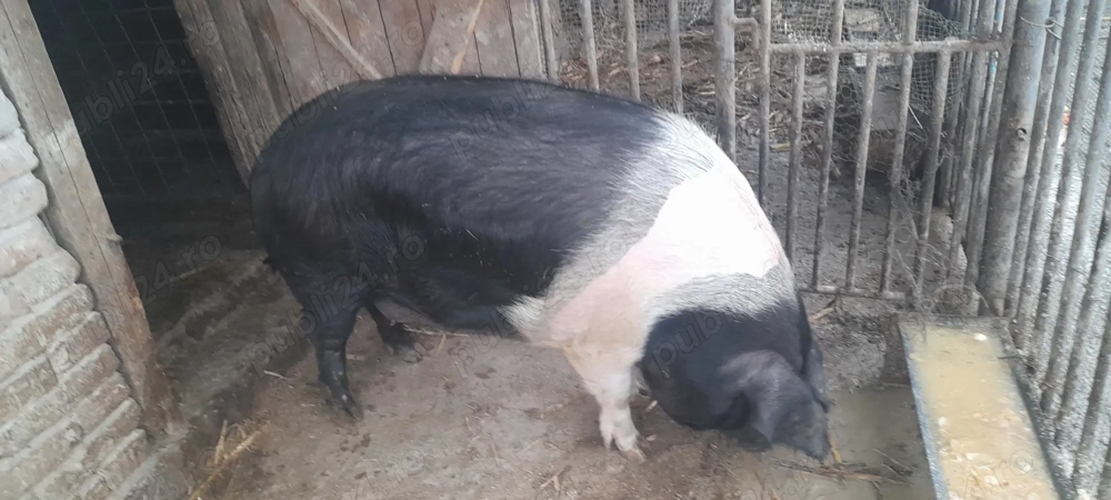 Porc  bazna de vânzare