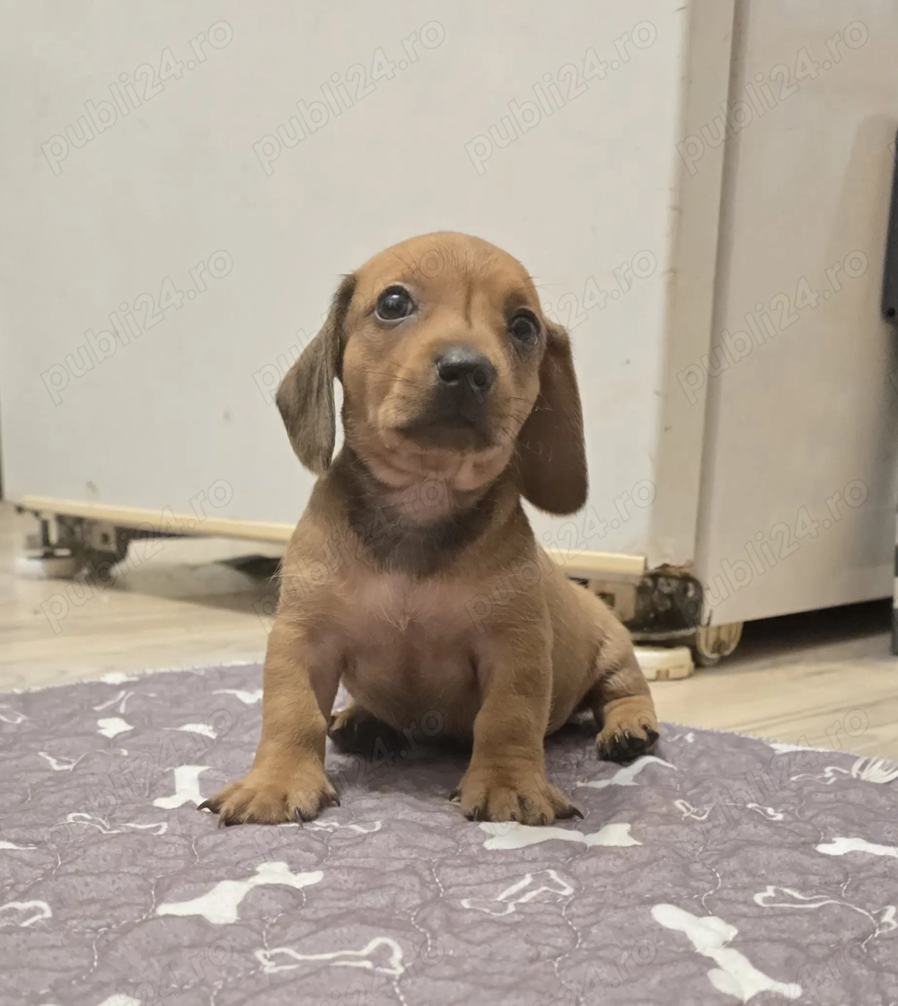Pui șoricar (Teckel pitic, Dachshund)