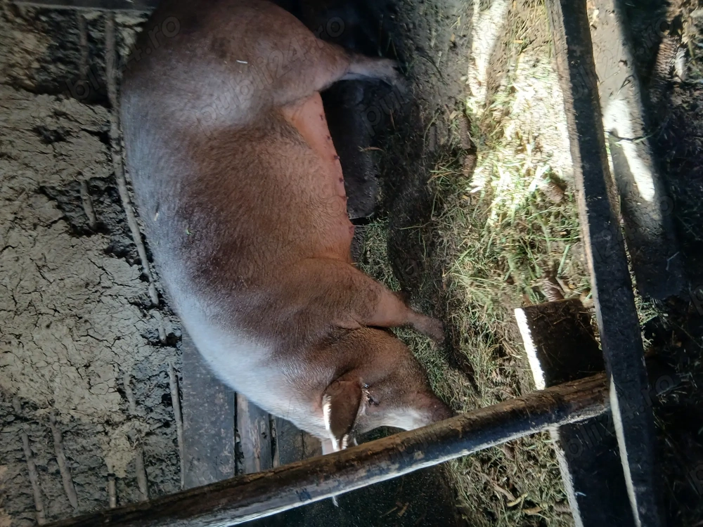 Vînd porc de carne rasă Duroc